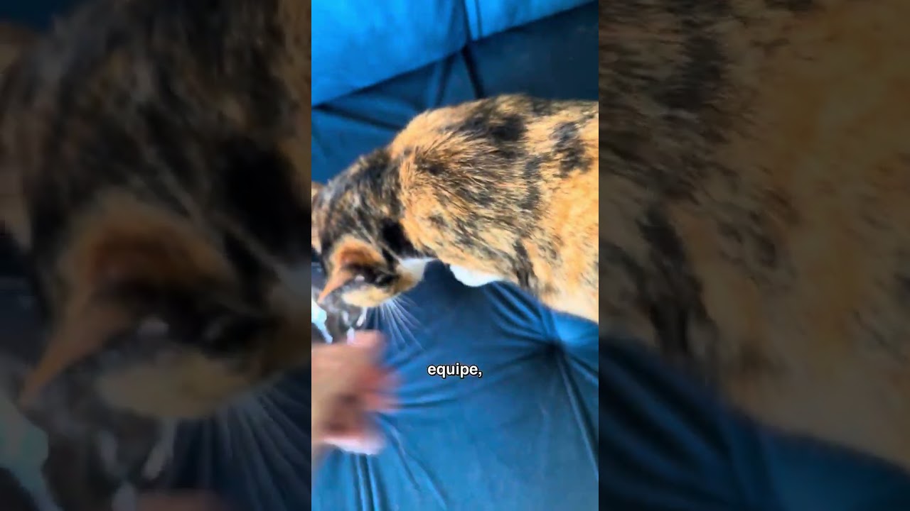 CHOCADA com Miu e Pretin! 😱 #shorts #gatos