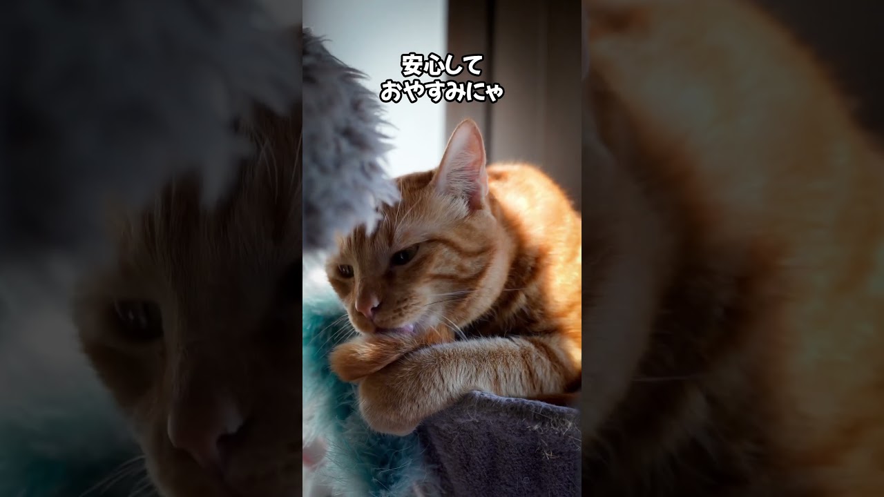 筋肉は裏切らないニャい！💪😎 #猫のいる暮らし #猫のいる生活 #ねこのいる幸せ #ねこ大好き #cat #猫動画