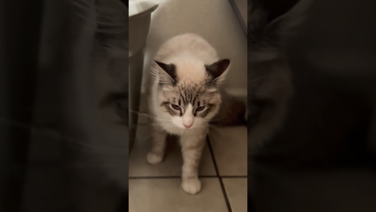イケメン子猫のジョン・ウィック👁️モード 【コハク】#shorts #ラグドール #猫 #子猫