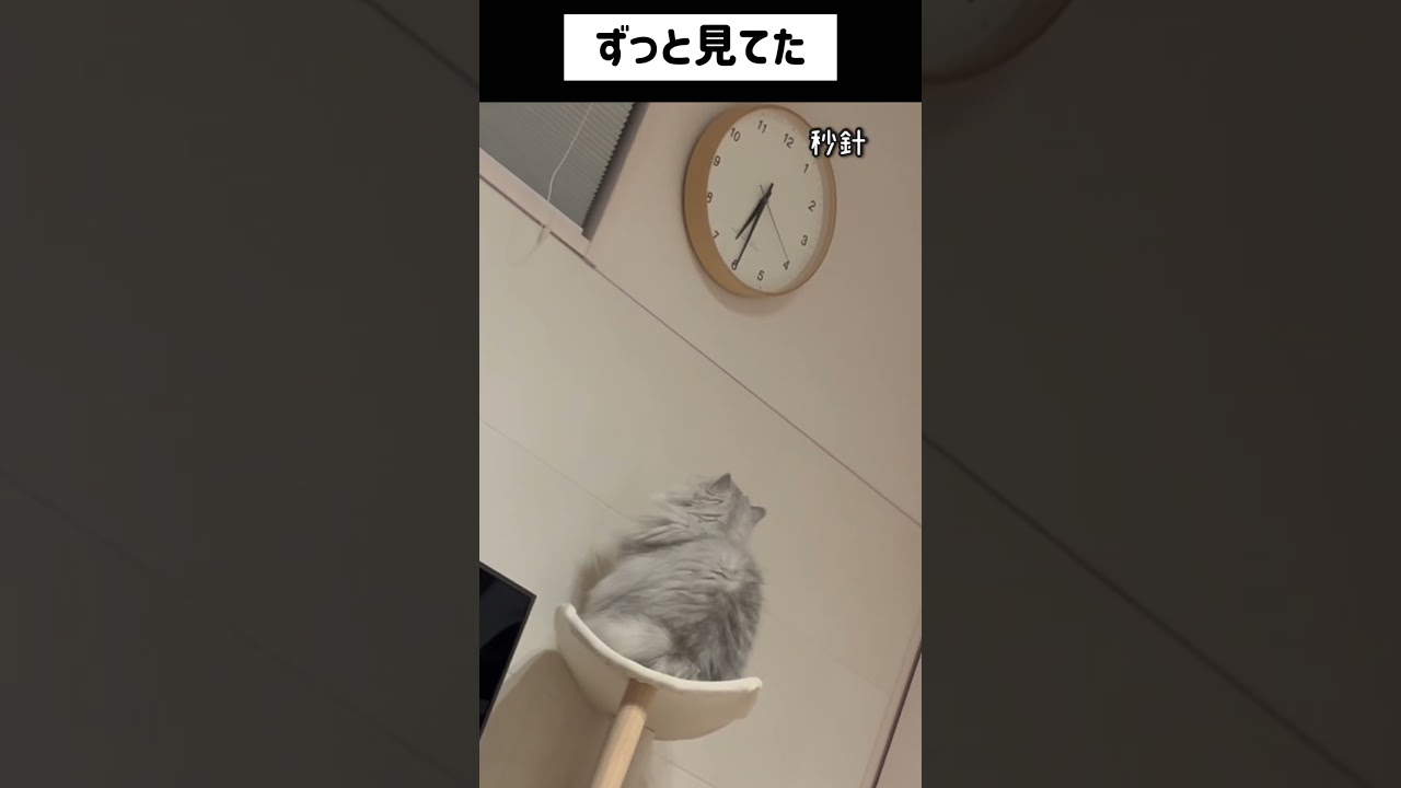 秒針に興味持ち始めたが。#ペルシャ#チンチラ#猫#ねこ #猫のいる暮らし #癒し #いやし#cat  #ふわふわ #drawing #gaming