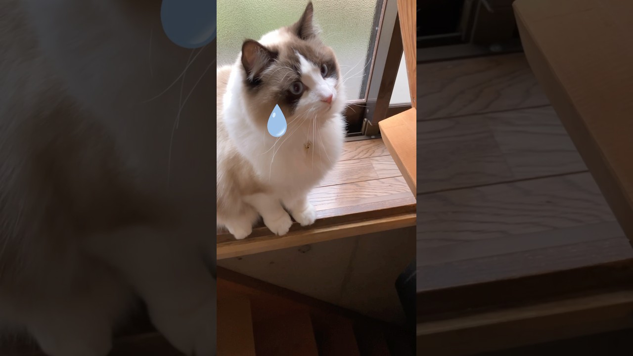 秘密の部屋　#猫  #ラグドール  #地下室