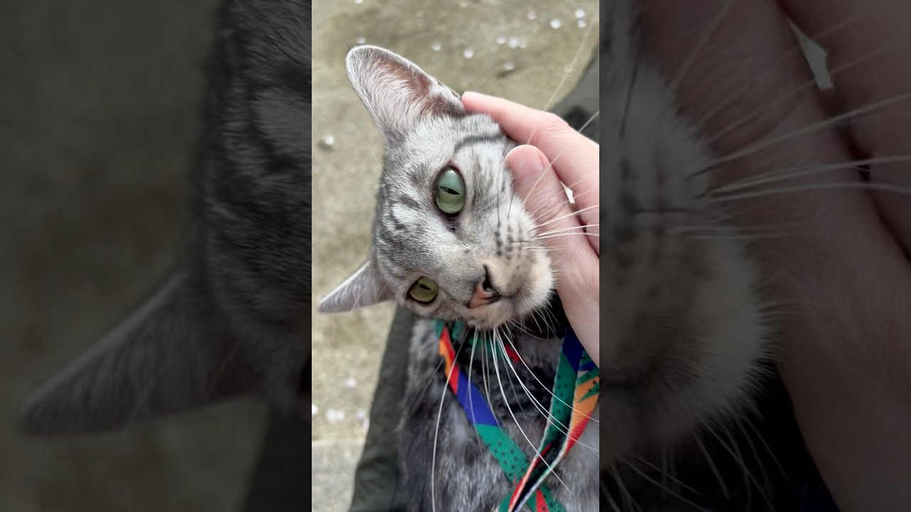 お外でまったりぐるぐるユキオさん🫠#癒し動画 #cat #猫のいる暮らし #散歩する猫 #ocicat #ぐるぐる