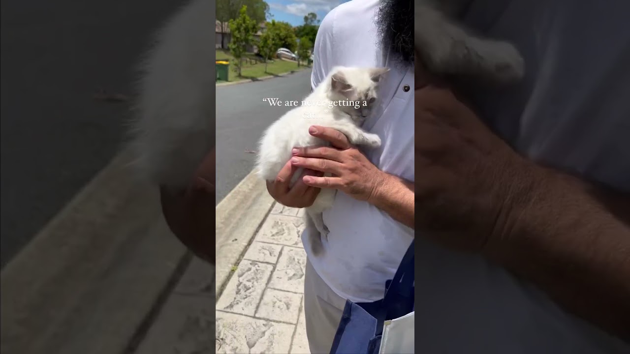 Picking Up Our New #Ragdoll #Cat