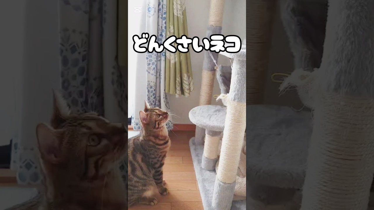 どんくさいネコ #猫 #猫動画 #猫のいる暮らし #ベンガル #cat #fyp #shorts #short