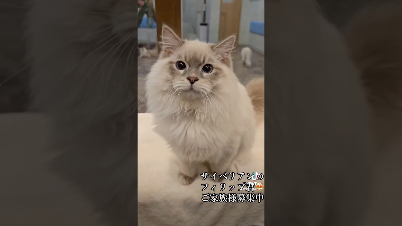 抱っこができる#サイベリアン の#子猫 をお探しなら💖吉祥寺のロイヤルキャッツでフィリップ君がご家族様を募集してます。会いに来て下さい♪ #ペットショップ