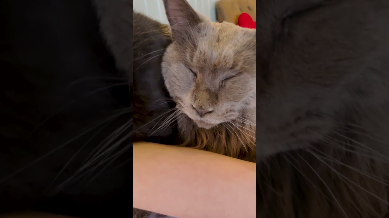 DOUBLE CATTED! 😻🙀