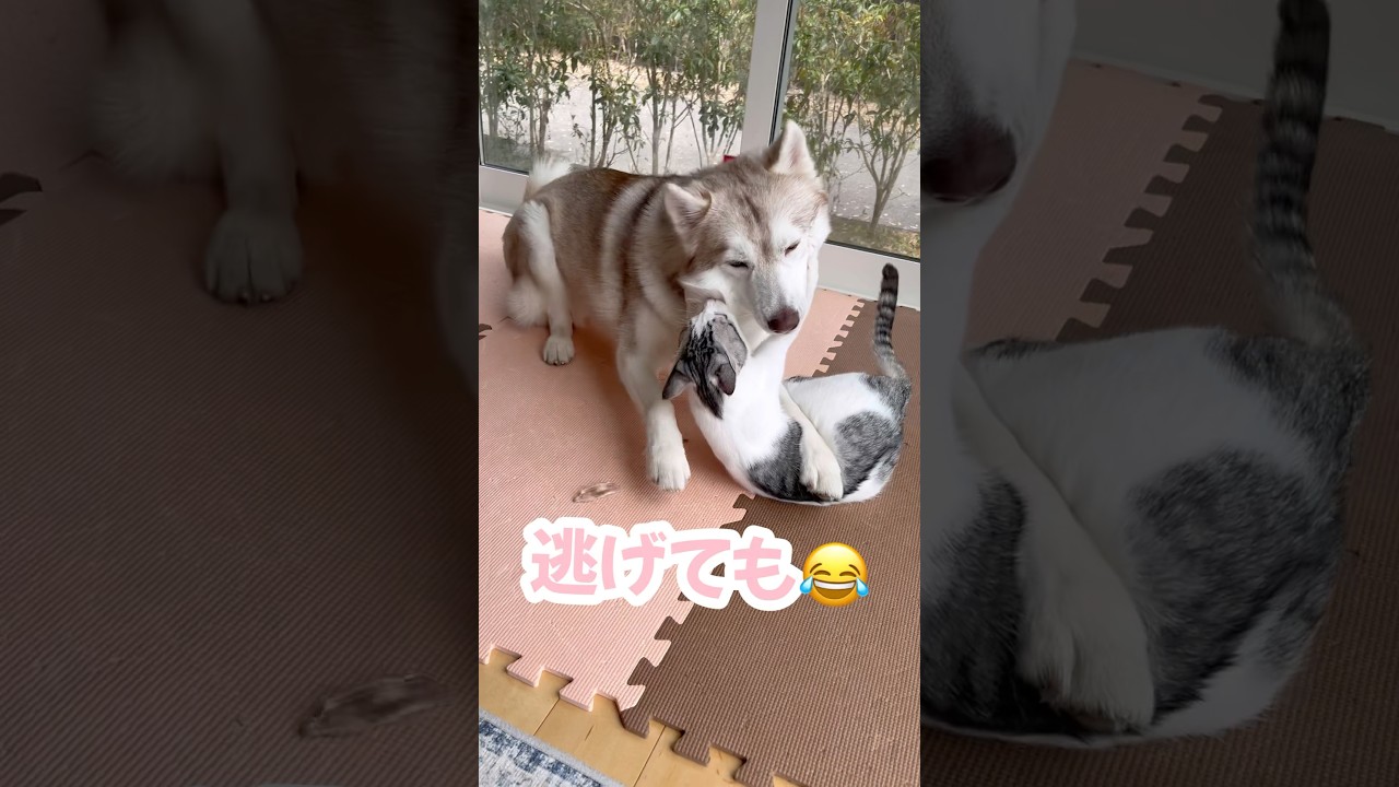 ハスキー姉妹との追いかけっこを楽しんでる子猫 #シベリアンハスキー #ハスキー #子猫