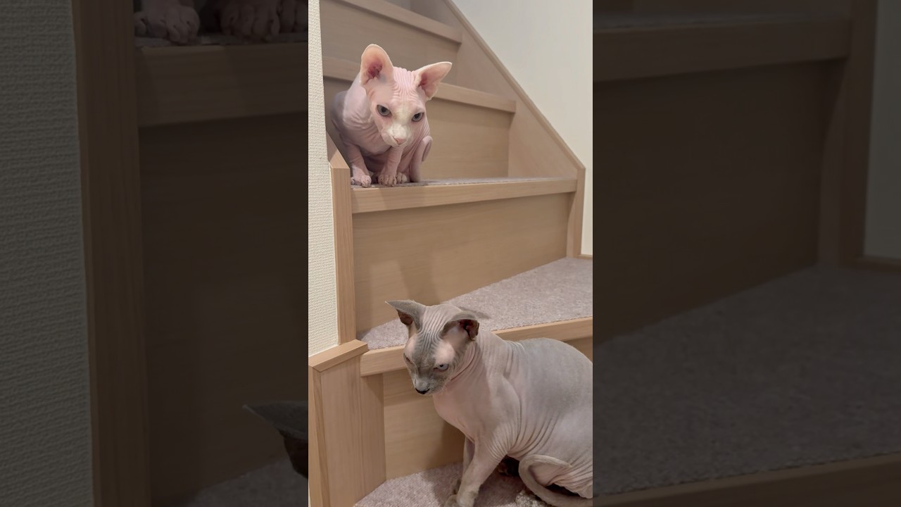 毛のない猫がいる階段【スフィンクス】
