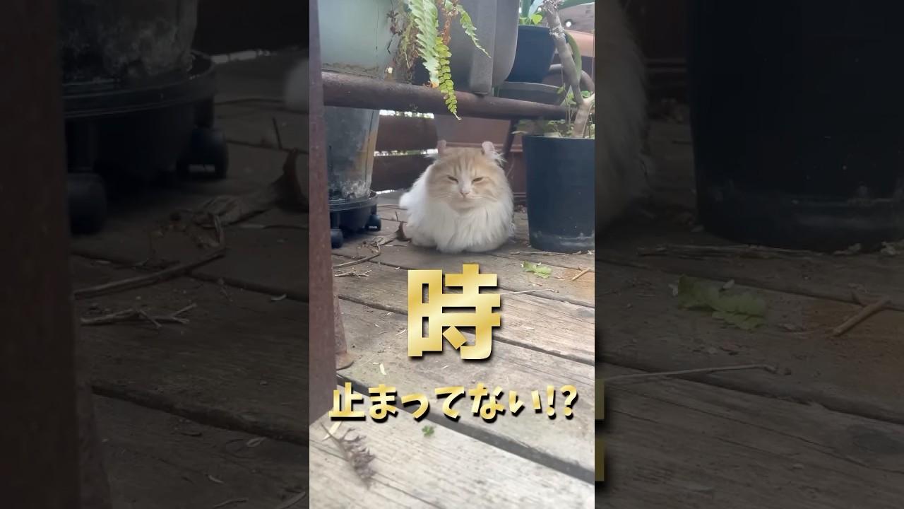 時止まってない！?～ベンチ裏編～