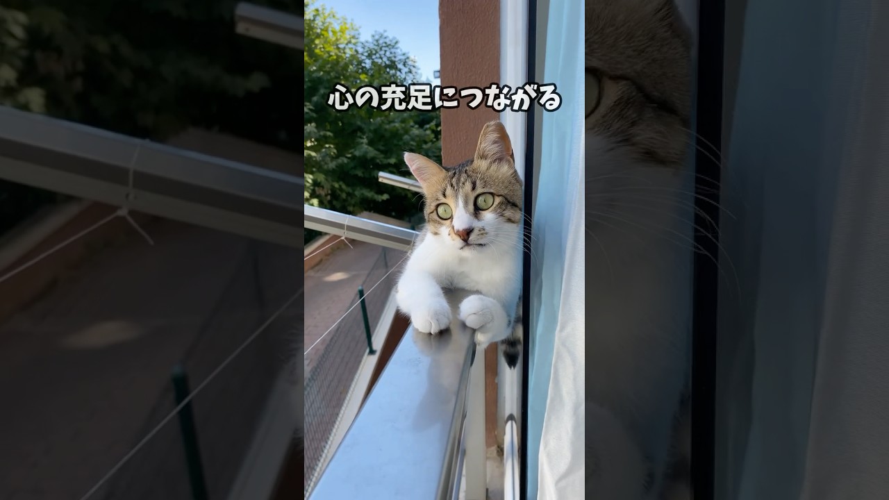猫が幸せになる環境3選! #猫好き #雑学 #あるある #ねこ #ネコ #猫 #猫動画 #cat #猫のいる暮らし #ねこたんの解説