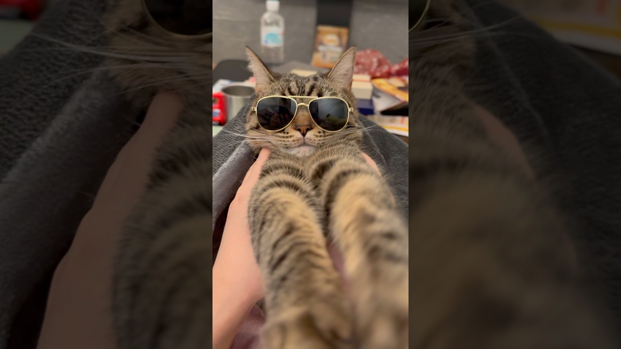 いなせすぎる猫が愛おしい...【め組のねこ】 #shorts #猫 #cat