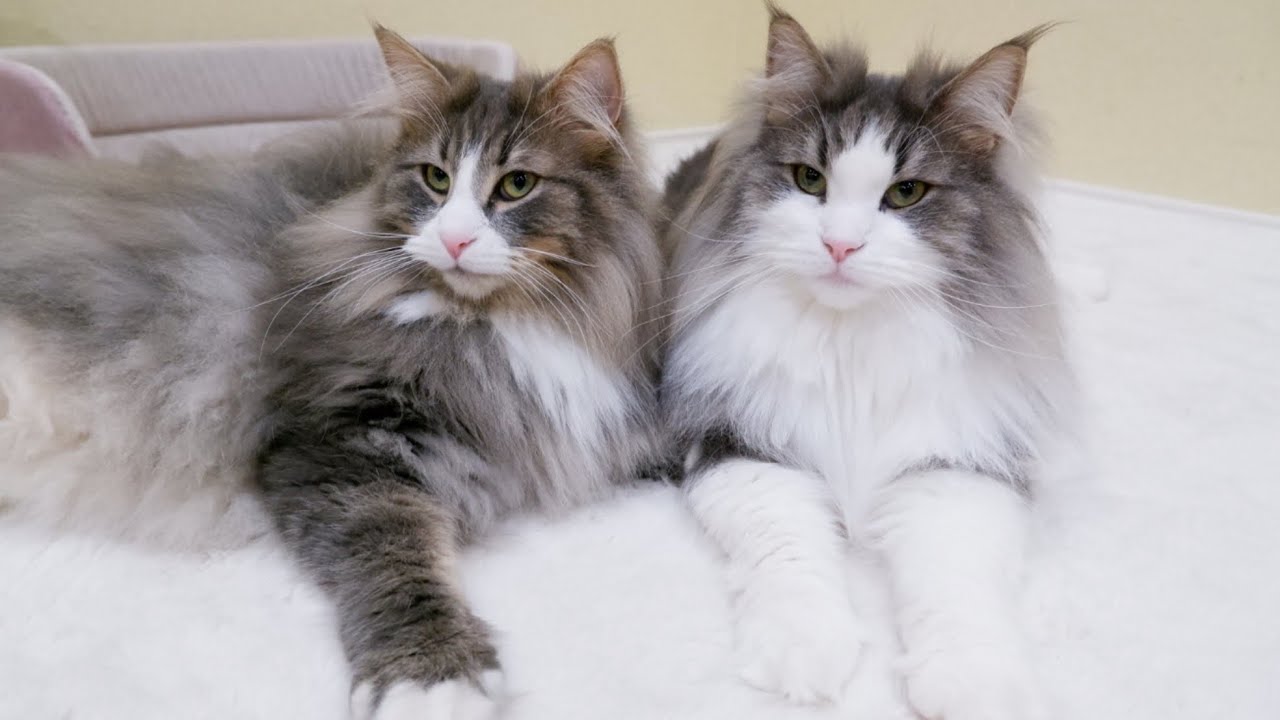 【兄弟💕】どっちが兄でどっちが弟？？？ノルウェージャンフォレストキャットの仲良し動画
