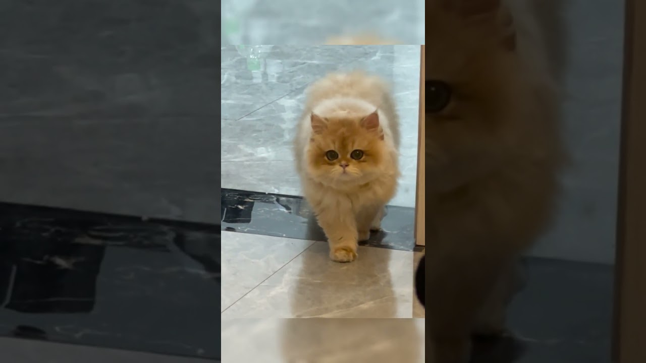 Cat vs. Object Challenge 🐱⚔️ #entertaininganimals #cat #petsunited #kitten #cute #pets #animals