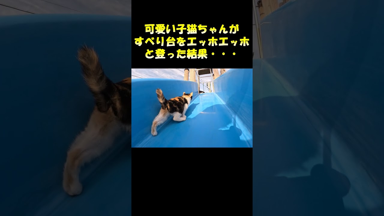 可愛い子猫ちゃんがすべり台をエッホエッホと登った結果・・・ #猫 #cat #ネコ