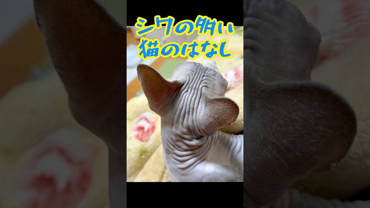 小じわの気になるお母さんが知らないスフィンクス猫の話し#shorts #cat #猫 #猫のいる暮らし #sphynx