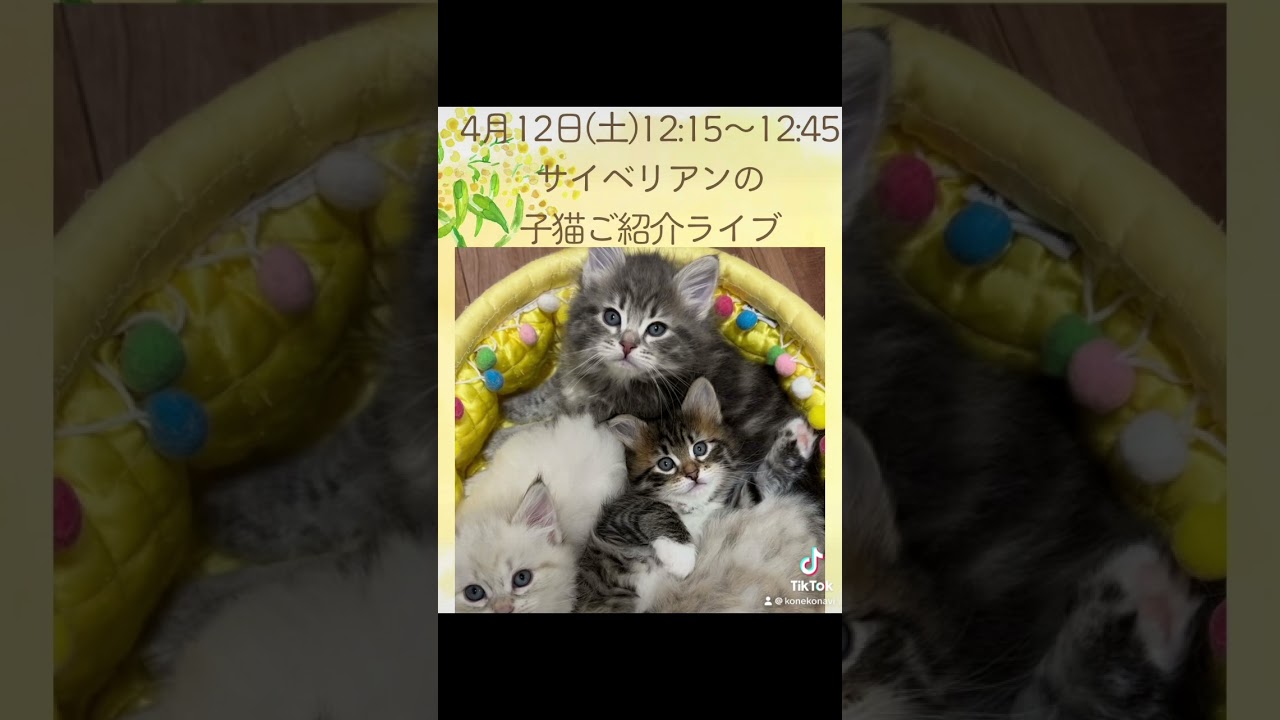 本日サイベリアン子猫4頭デビュー😻4/12 12:15〜#サイベリアン の#子猫 ご紹介ライブ❣️茶色やブルーの子も💖ポーランド🇵🇱から来たママ&ロシア🇷🇺から来たパパから生まれた子達💖