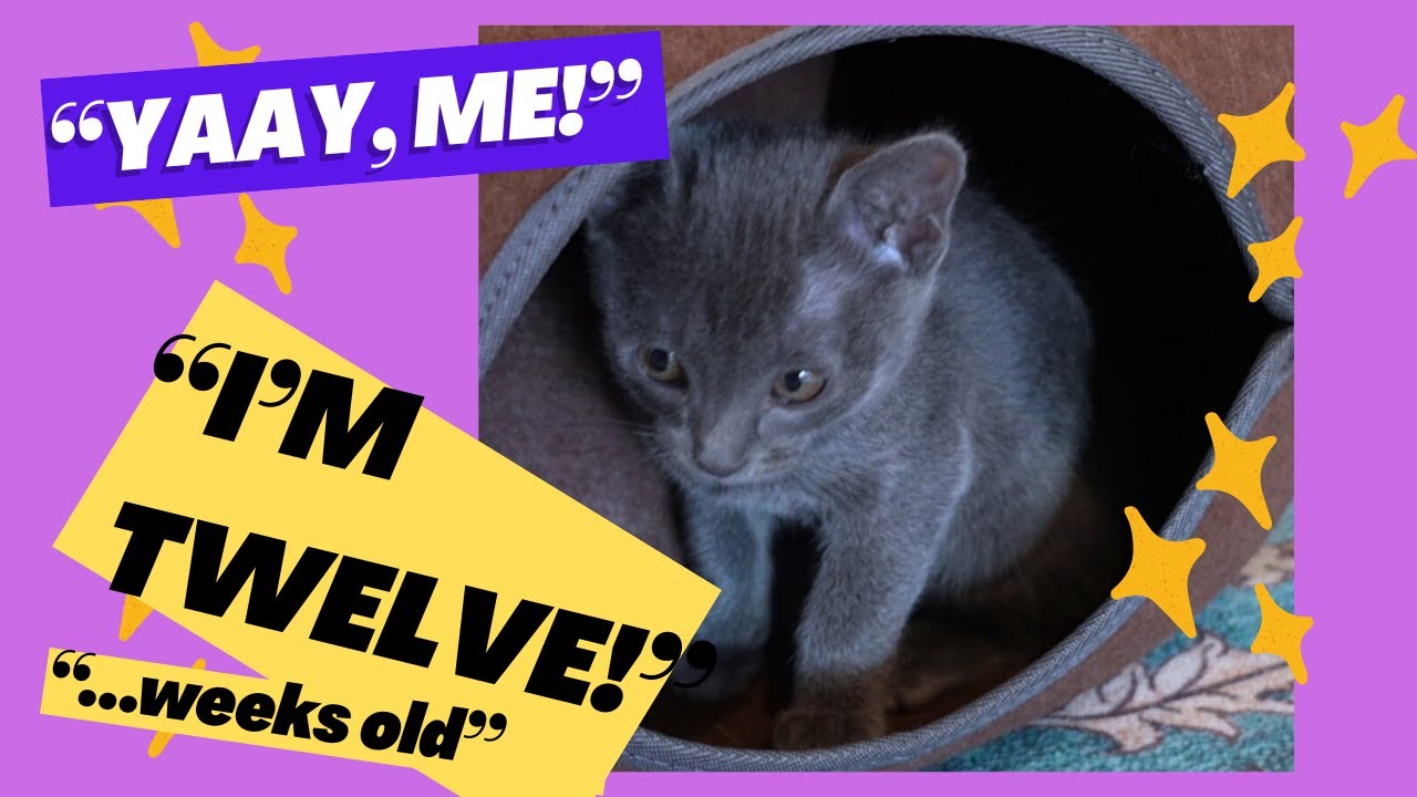 Stormy is 12 Weeks Old!