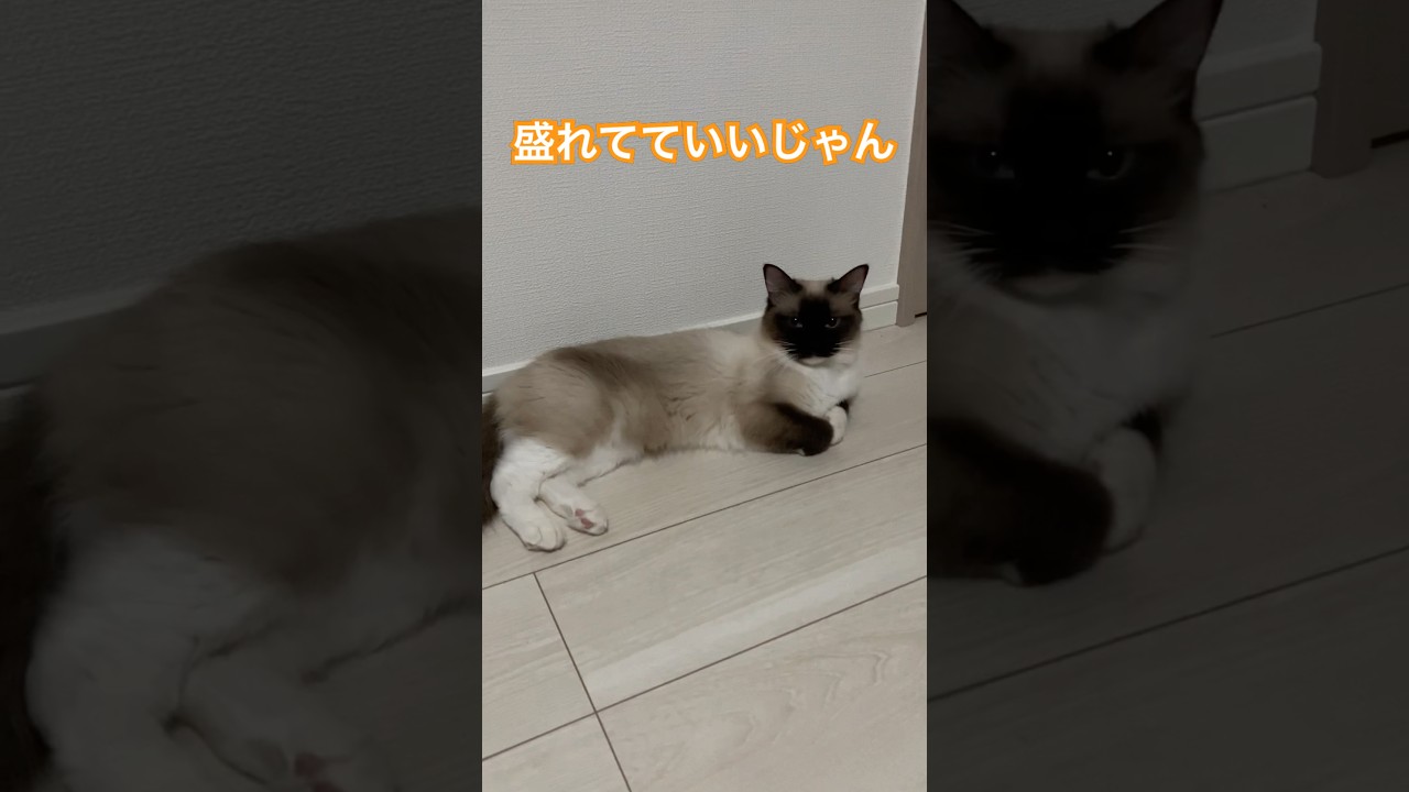 ラグドールのたぬきみたい猫の女の子イイじゃん #snowman #ragdoll #ジャニーズ #cat #なにわ男子 #ragdollparcore #猫のいる暮らし #子ネコ #ラグドール #猫