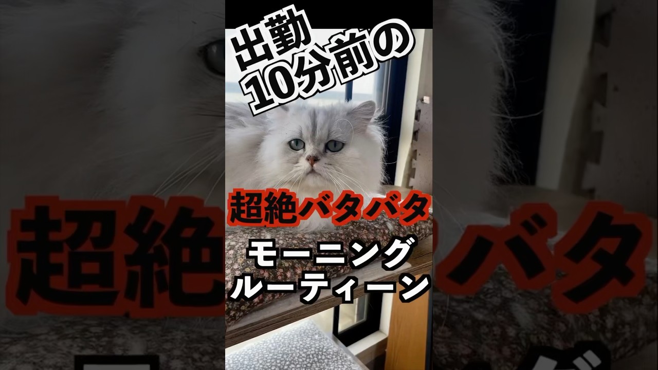【モーニングルーティーン】朝が一番元気な猫とおばちゃんはりきっちゃうのだ#ペルシャ猫