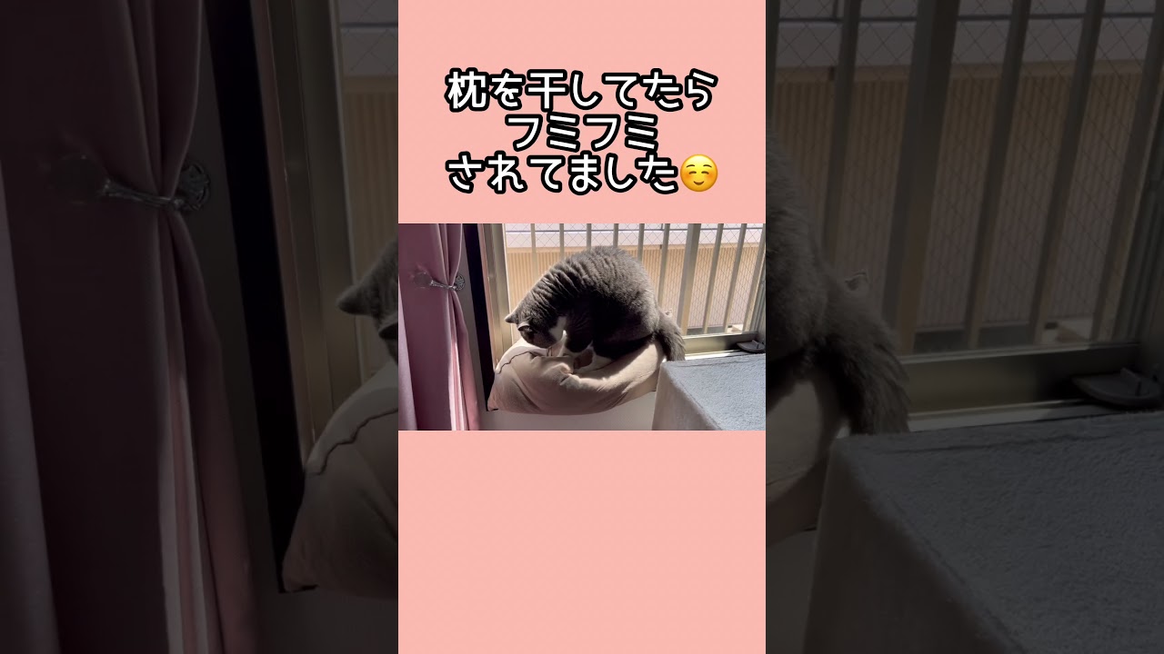 フミフミからの落下🤣梅子の部屋チャンネル #セルカークレックス #ねこ #ネコ
