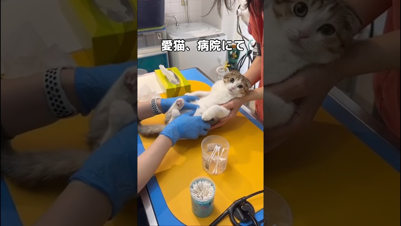 鳴いてもおかしくない場面なのにジタバタせずにじっといい子にするヌコ #猫 #スコティッシュフォールド #shorts