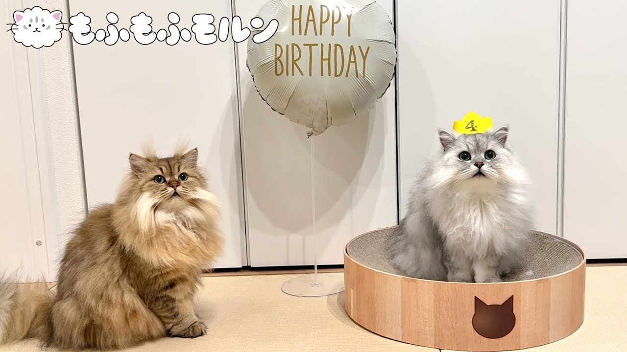 もふもふ猫の4歳の誕生日！ 【サイベリアン】