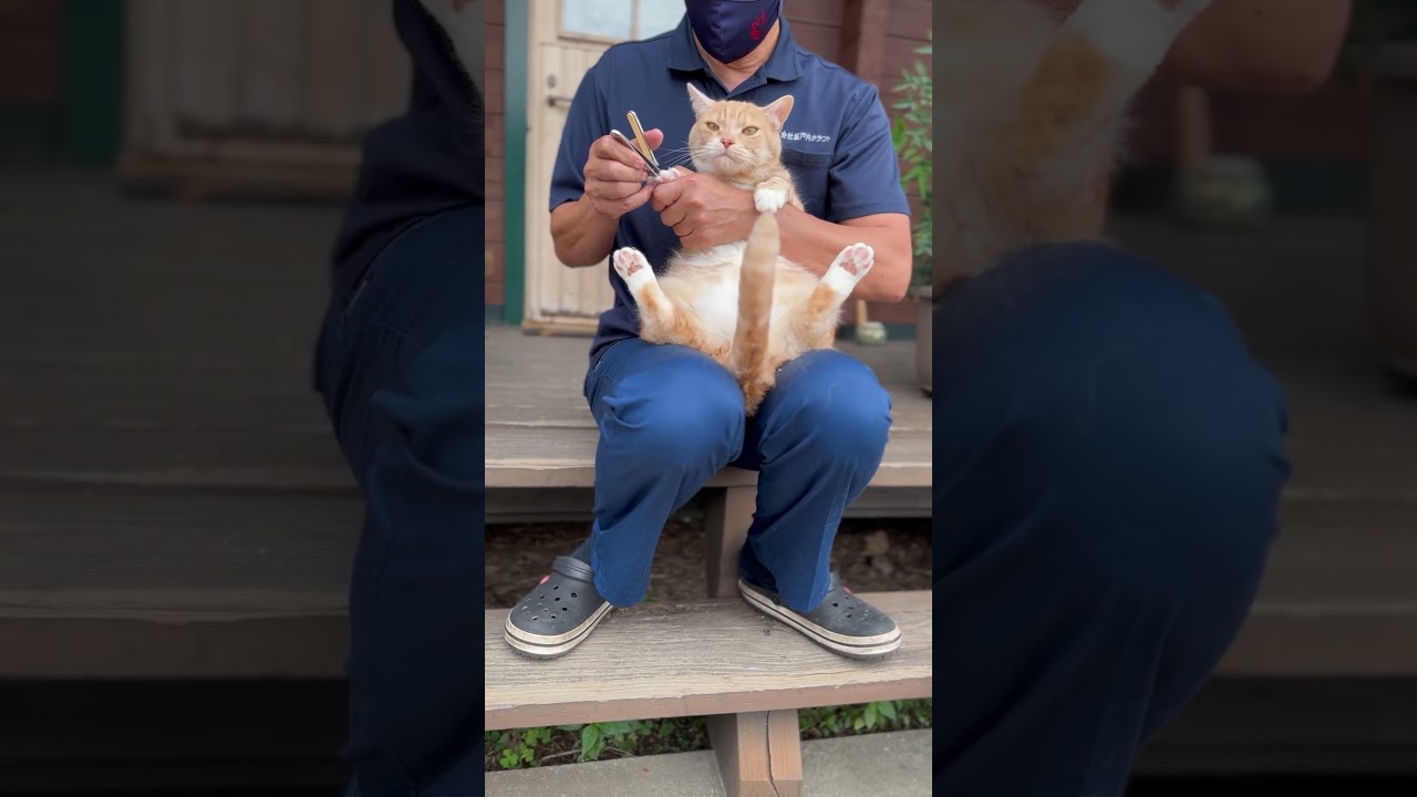 【猫の爪切り】ももたの爪切り25本目。#cat  #ねこ  #保護猫  #マンチカン