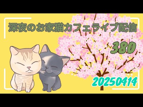 深夜のお家猫カフェライブ配信 ３８０