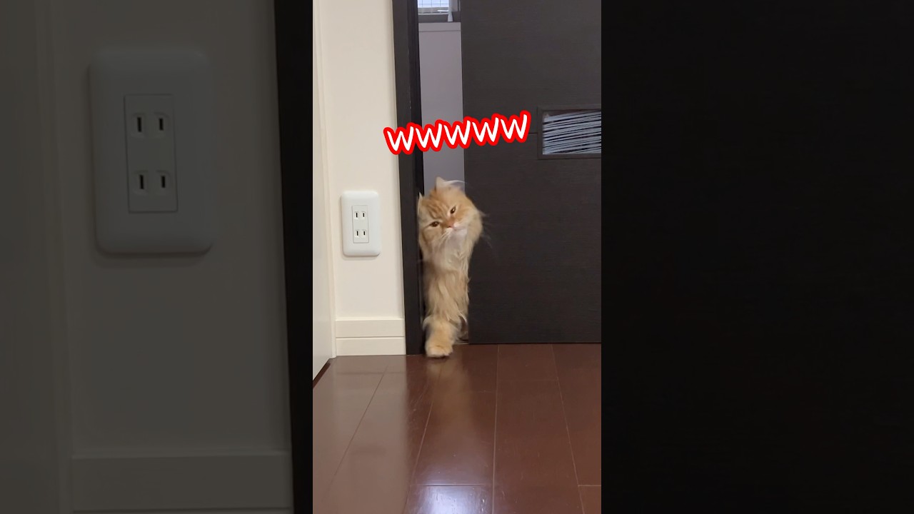 ギリギリな猫　#猫のきなこもち