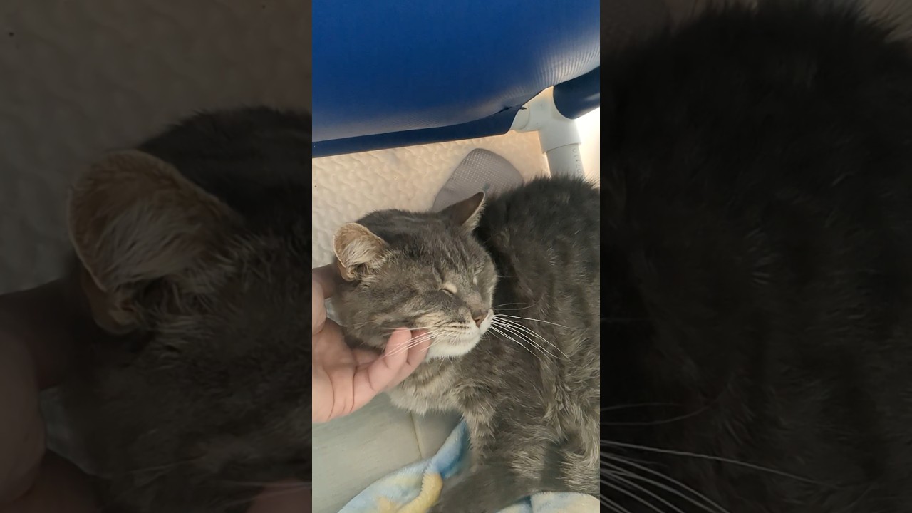 Dr StrangeCat, or: How I Learned to Stop Worrying and Love the Pets