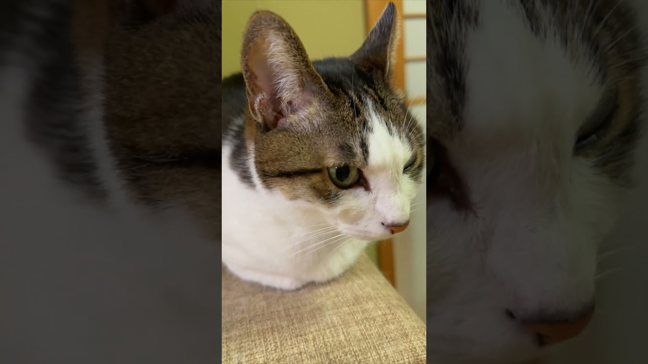 ねこむすびショート63 #cat #猫のいる暮らし #ねこもふファミリー