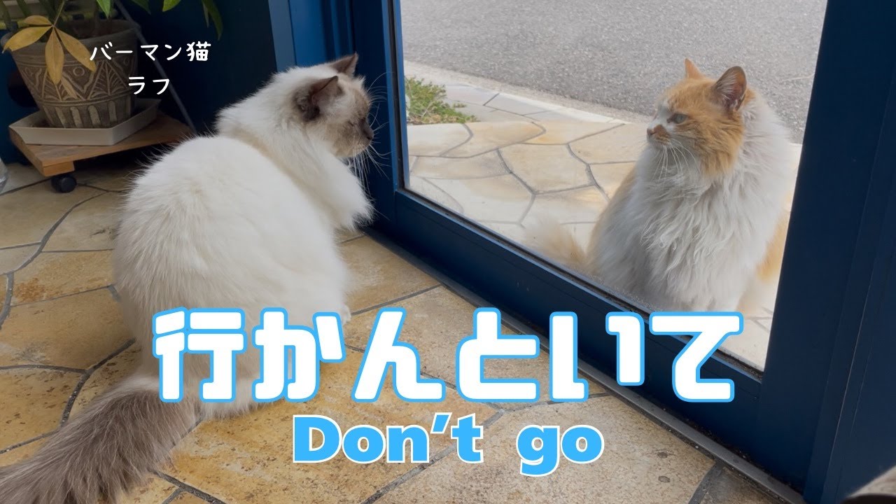 バーマン猫ラフ【行かんといて】Don’t go（バーマン猫）Birman/Cat