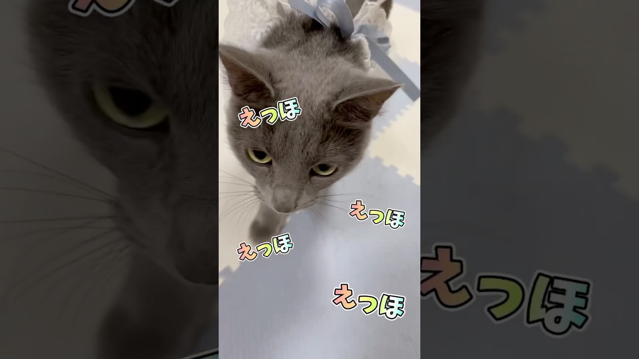 【猫ロシアンブルー】そらちゃんが伝えたい事があるそうです❤️聞いてあげてね❤️#shorts