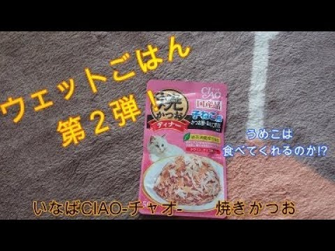 【いなばチャオ】2回目の挑戦！【ノルウェージャンフォレストキャット】Norwegian Forest Cat