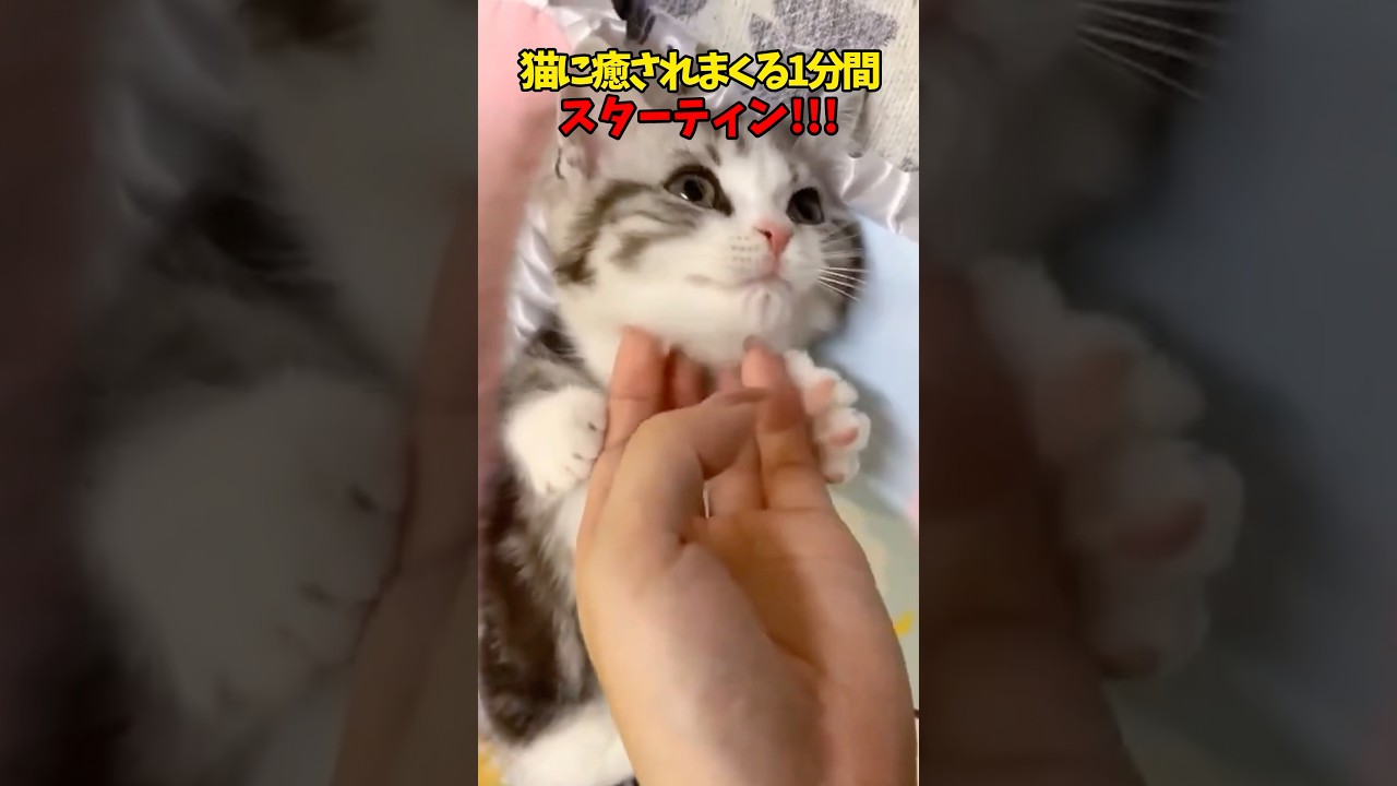 猫に癒されまくる一分間 #猫 #cat #cats #ねこ