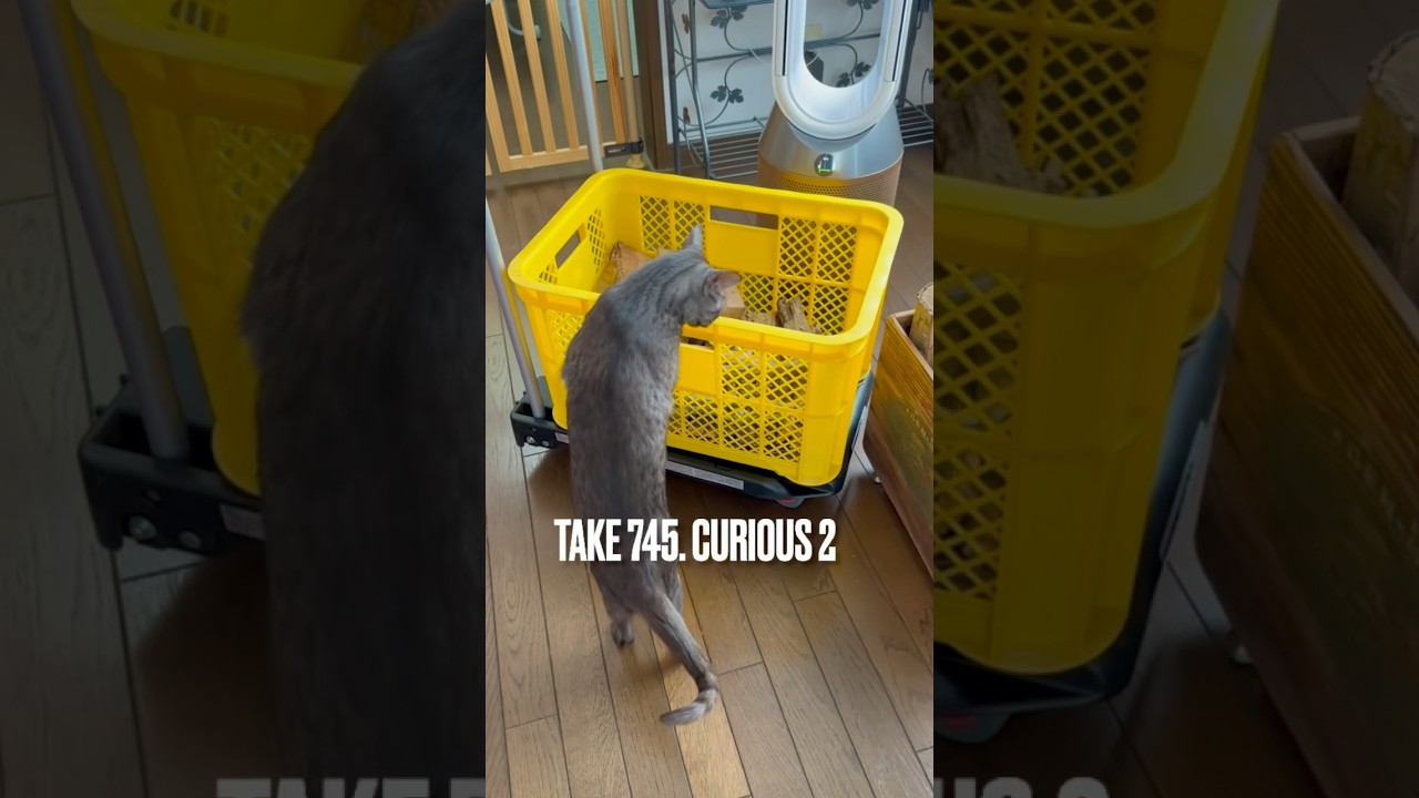 大好きな #薪ストーブ の季節もそろそろ終わりだにゃ❗️#薪 #egyptianmaucat #エジプシャンマウ #パパはフランス人 #curiouscat #shorts