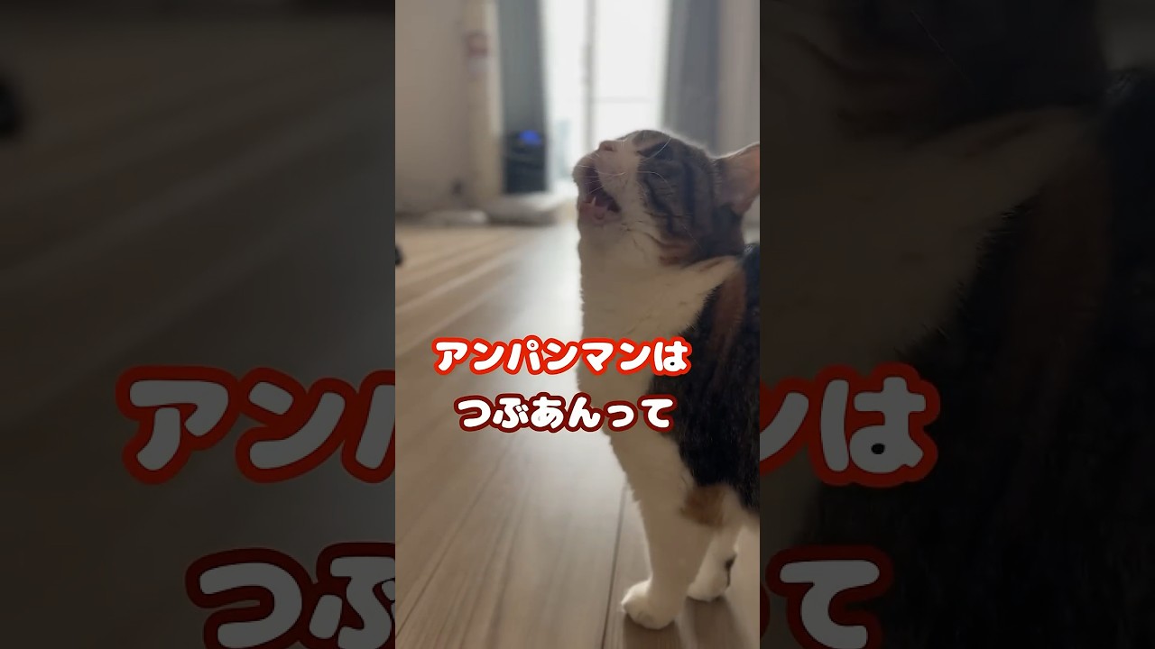 ｴｯﾎｴｯﾎ 伝えなきゃ #shorts #猫 #ねこ #cat #キジトラ #スコティッシュフォールド