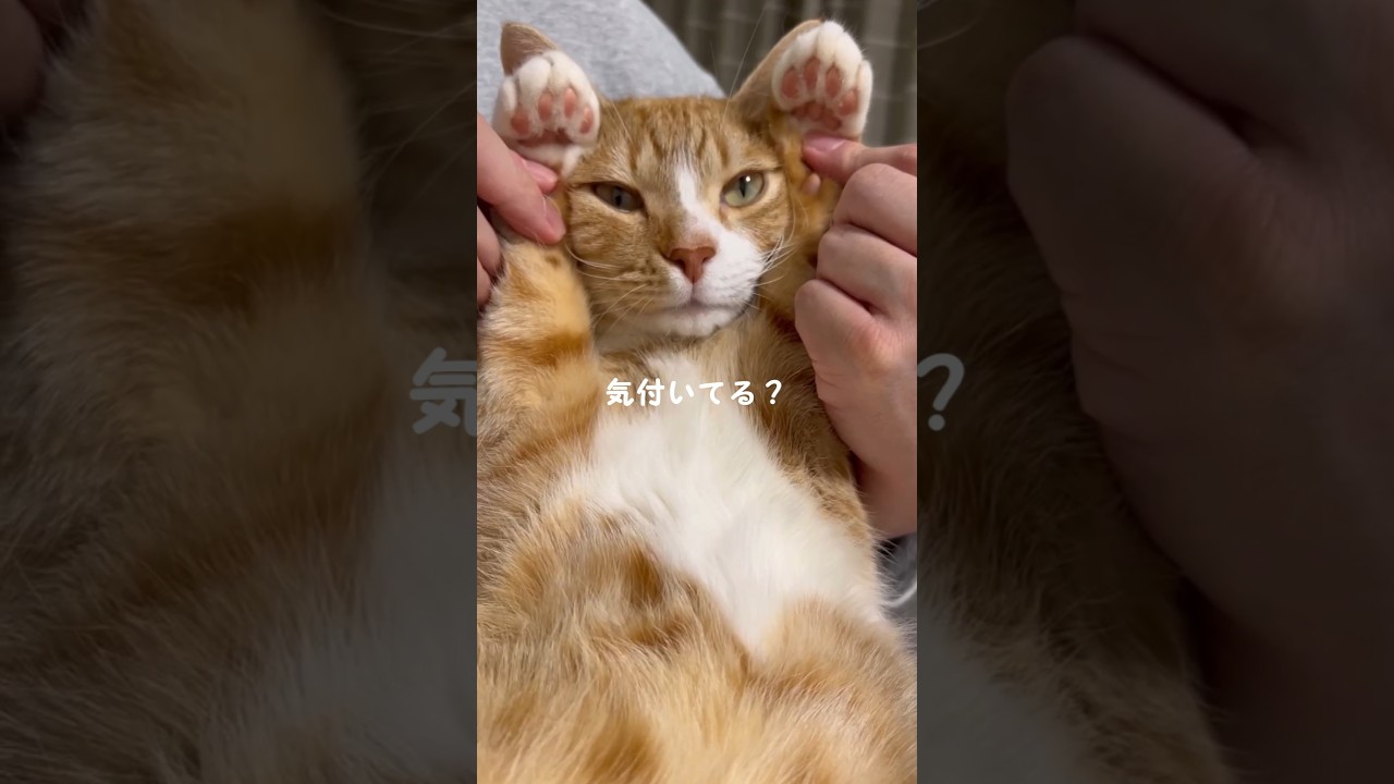 気づいてる😺？可愛いんだよ、実は✨ #猫 #三毛猫 #猫のいる暮らし #茶トラ #保護猫