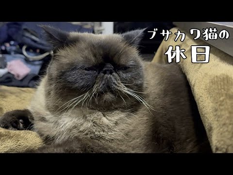 とある休日のブサカワ猫【エキゾチックショートヘアー】