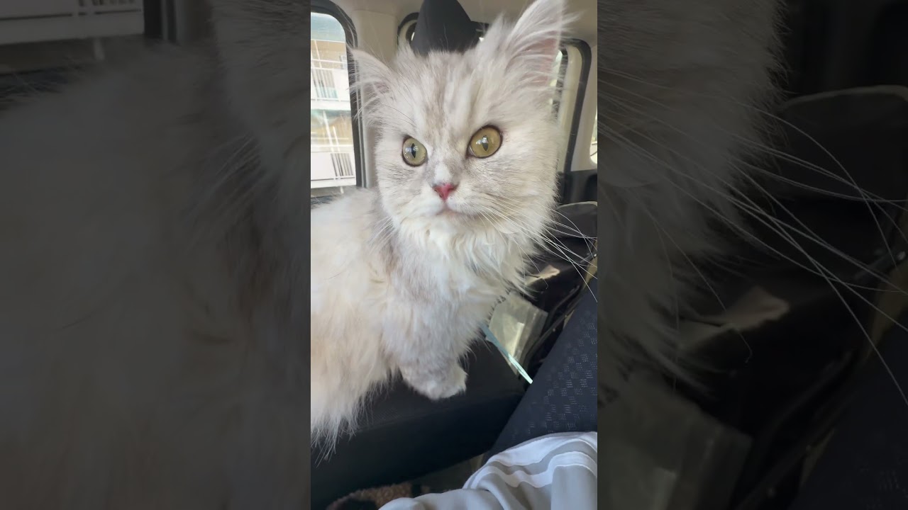 おでかけする気満々のつらら#ペルシャ#猫#お散歩#癒し