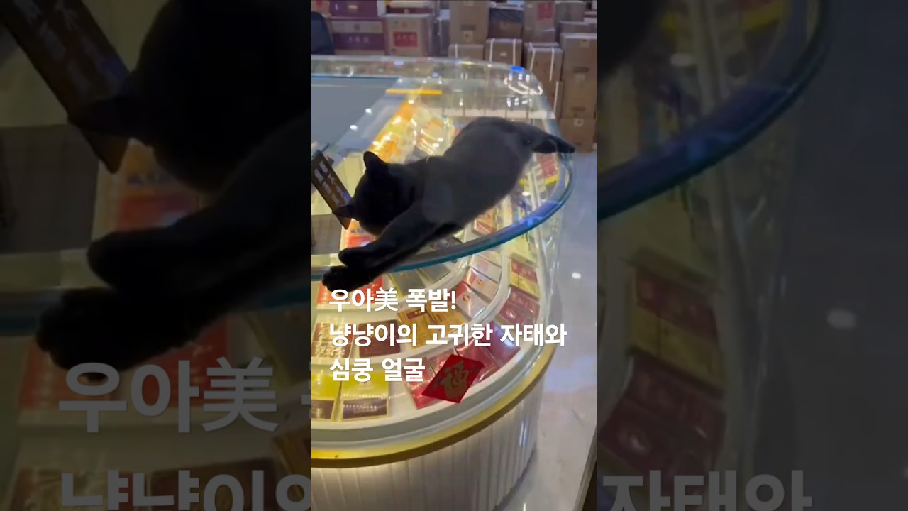 우아美 폭발! 냥냥이의 고귀한 자태와 심쿵 얼굴" #냥냥이 #catlover