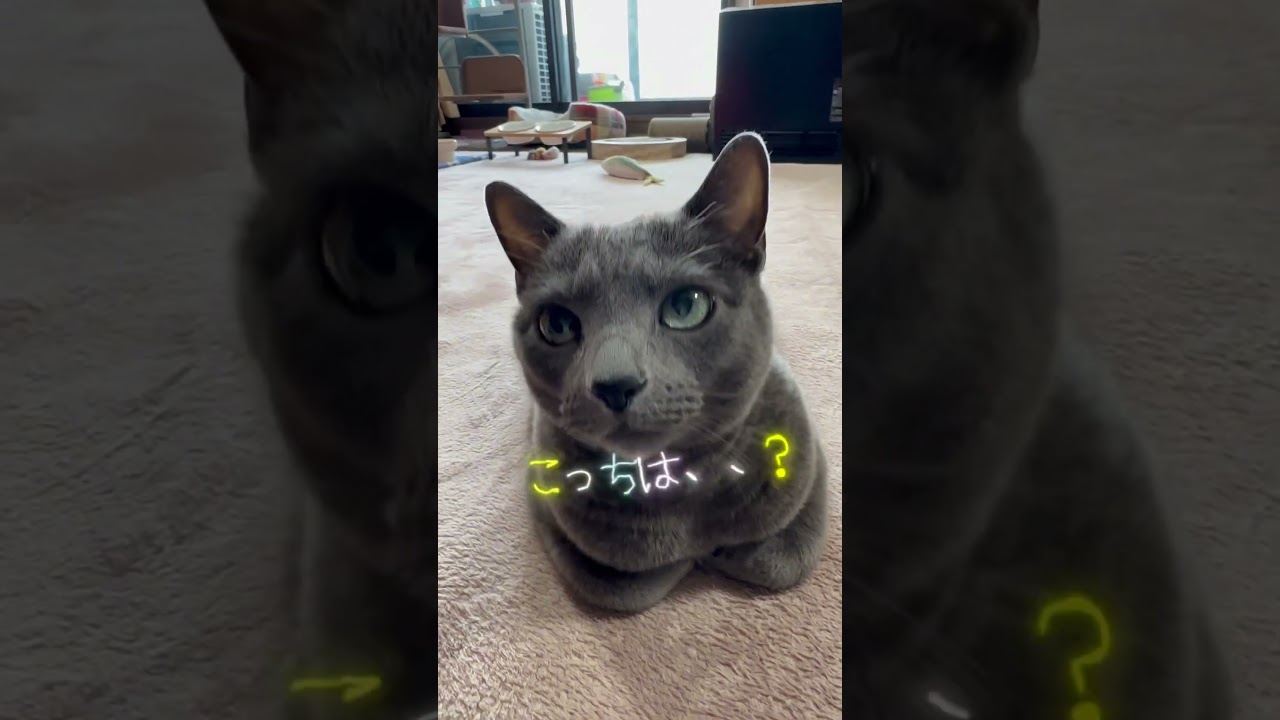 【ロシアンブルー】めろん♡いつもの香箱座りと...?🤭【猫】#shorts