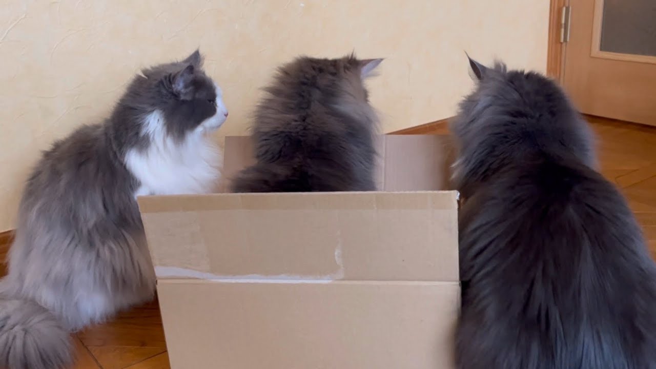 【日常✨】段ボールを独り占めする子と、気まずい子wwwノルウェージャンフォレストキャットとターキッシュアンゴラ