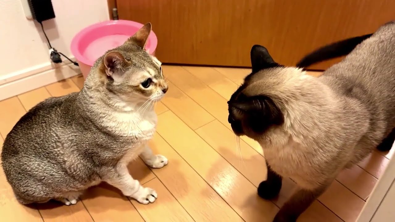 ごはん待ちタイムにペロペロしたいシンガプーラとひたすらごはん待ちのたぬき猫なのにゃ♪
