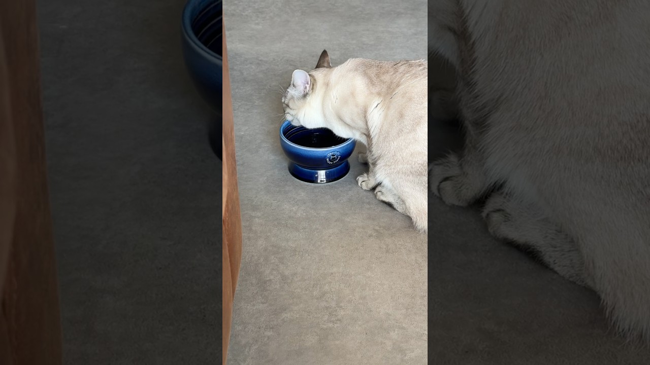 音楽にビックリしちゃう猫　#シャムトラ #元保護猫 #シャムミックス  #cat #猫耳 #kitten  #猫耳 #siamesemix