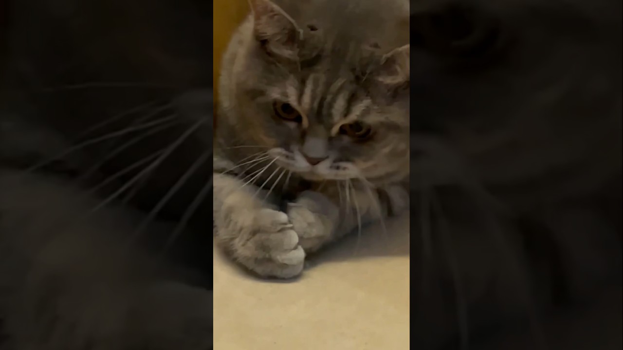 👆🏻Katze macht glücklich👆🏻#katze #cat #gatto #chat #قطة #kot #katt #kat #kočka