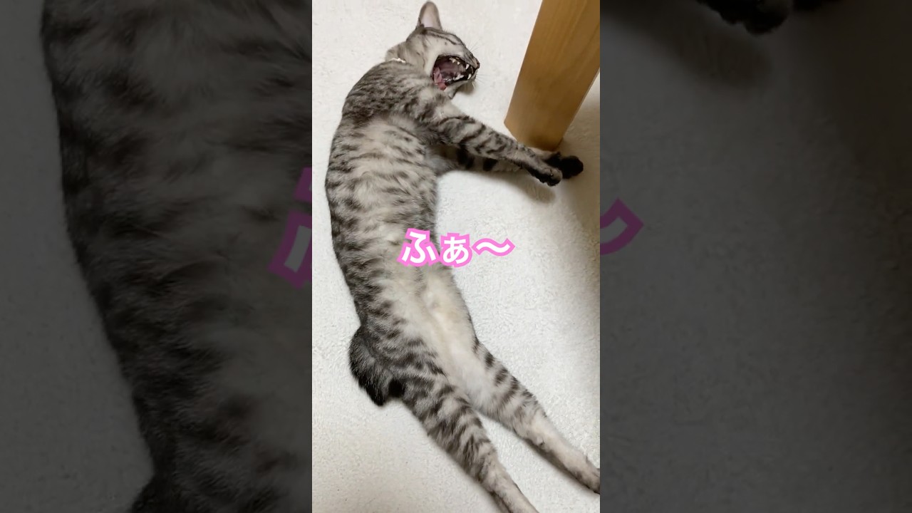おはよーからの🙀【幸のスズ】 #shorts  #cat  #子ネコ  #kitten  #保護猫  #ねこ  #爆睡猫  #猫のいる暮らし