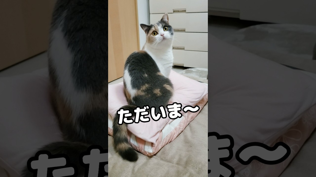 仕事から帰宅したら猫がこうなってた… #猫 #たまたま・たまちゃん