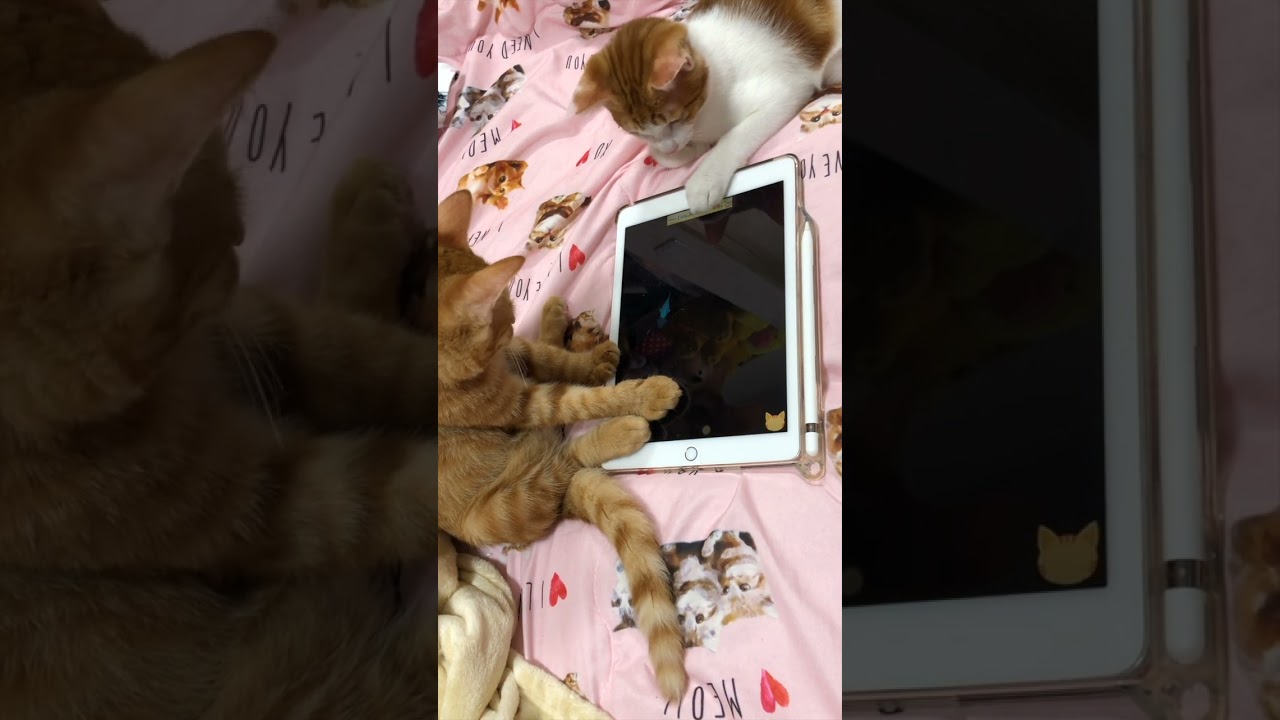 【Z世代（猫世界）】#むぎほ #ひーくん #子猫 #保護猫
