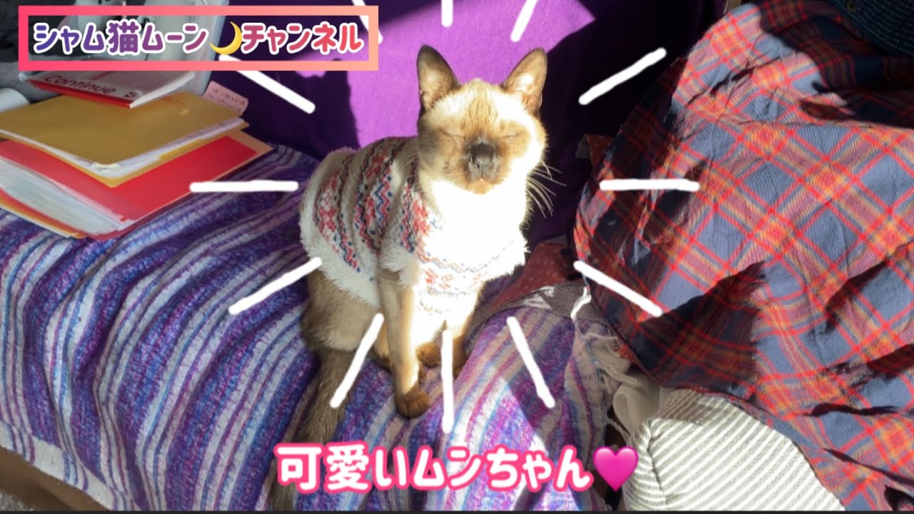 シャム猫ムーン🌙チャンネル・可愛いムンちゃん💗 💗